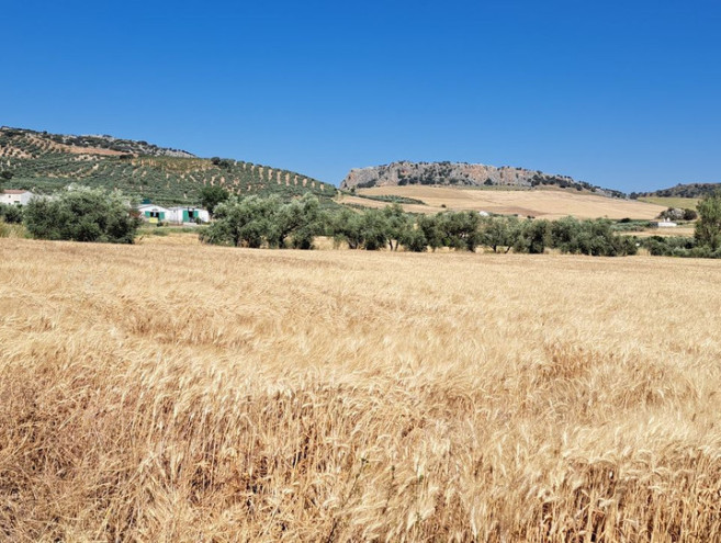 Terreno Urbano en venta en Cuevas del Becerro, Costa del Sol