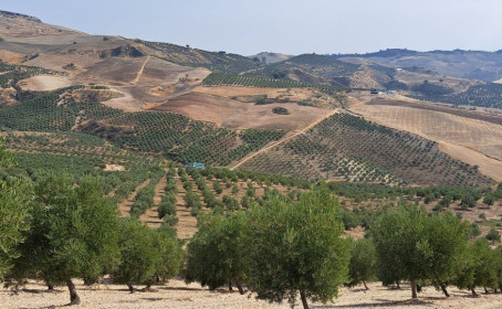 Terreno Rustico en venta en Ronda, Ronda