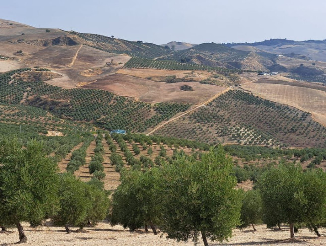 Terreno Rustico en venta en Ronda, Costa del Sol