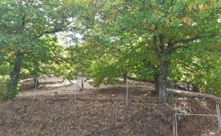 Land for sale in Pujerra, Pujerra